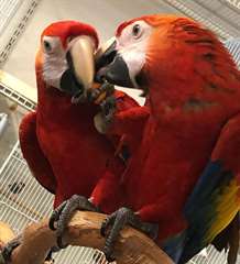 A ADOPTER Couple de perroquets Ara mâle et femelle 